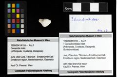 Foto (Objekt + Etiketten) von ? Goniodromitidae indet. 